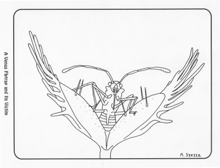 Free Carnivorous Plant Coloring Pages