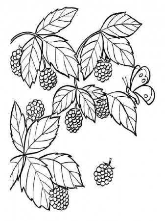 Blackberry coloring pages. Download and print Blackberry coloring pages.