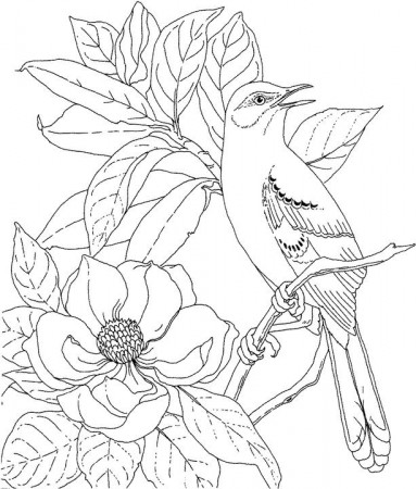 Mississippi Mockingbird Coloring Page | Purple Kitty