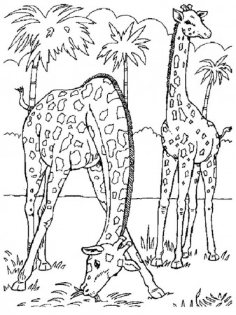 Image result for realistic animal coloring pages for adults ...