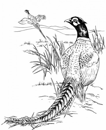 Pheasants in the field coloring book to print and online