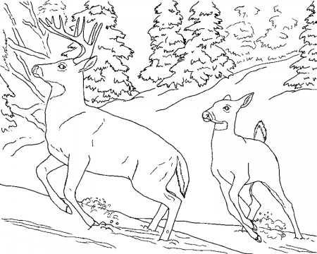 Realistic Animal Coloring Pages Coloring Pages - TheBooks