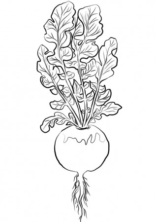 Turnip Printable Coloring Page - Free Printable Coloring Pages for Kids
