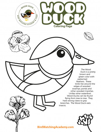 Wood Duck Coloring Page - Bird Watching Academy