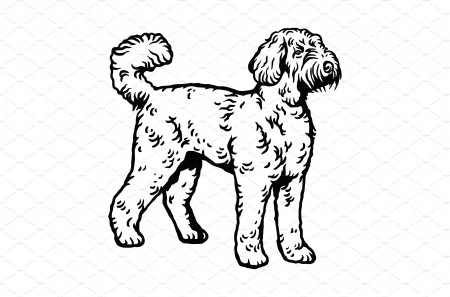 Labradoodle dog pose- vector | Animal Illustrations ~ Creative Market