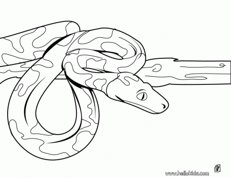 SNAKE coloring pages - Boa snake