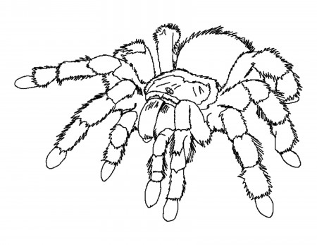 Spider Coloring Pages | UniqueColoringPages