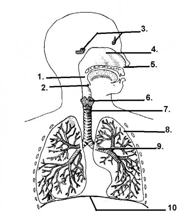The Respiratory System: An Interactive Activity | Respiratory ...