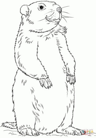 Groundhog Standing coloring page | Free Printable Coloring Pages