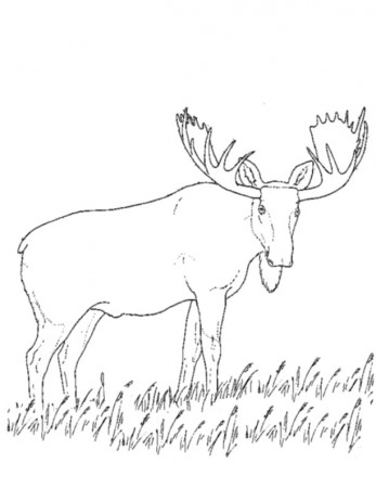 Caribou #1546 (Animals) – Printable coloring pages