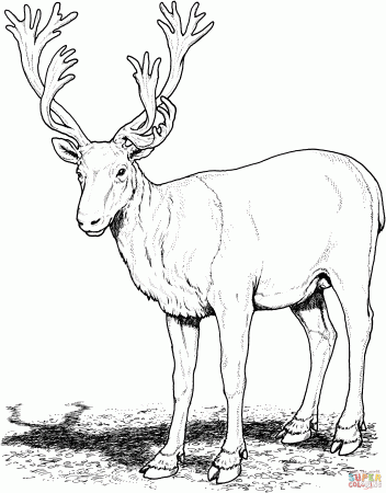 coloring.rocks! | Deer coloring pages, Realistic reindeer, Deer pictures