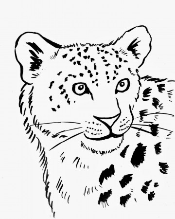 amur leopard coloring pages - Clip Art Library