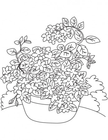 Jasmine vine coloring page | Download Free Jasmine vine coloring page for  kids | Best Coloring Pages