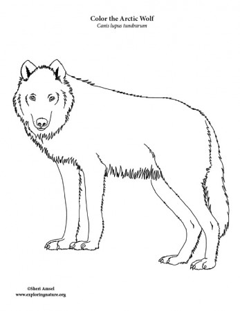 Wolf (Arctic) Coloring Page