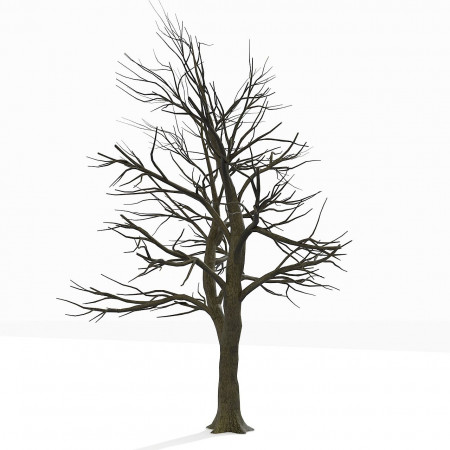 Best Photos of Bare Tree Outline - Printable Tree without Leaves ...
