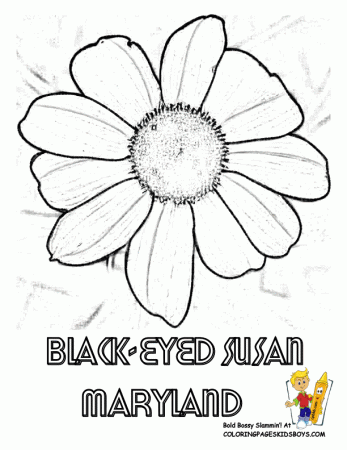 States Flower Printables | Maine-Montana | Free | Flower Drawings ...