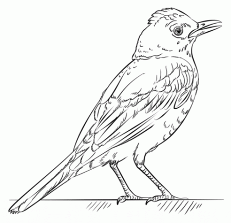 Red Robin coloring page | Free Printable Coloring Pages