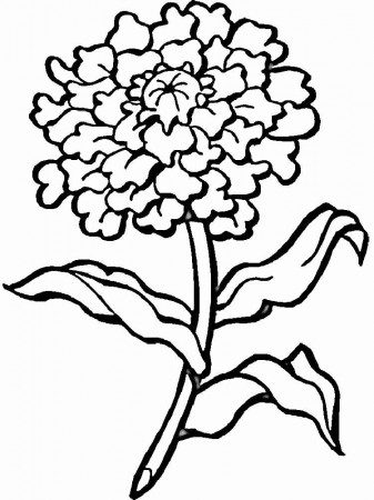 Marigold Flower coloring pages. Download and print Marigold Flower coloring  pages