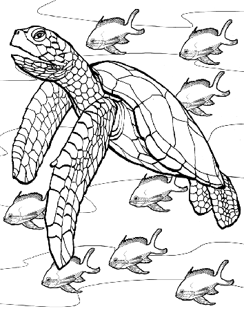 real turtle Colouring Pages