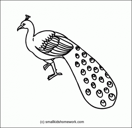 peacock outline Colouring Pages
