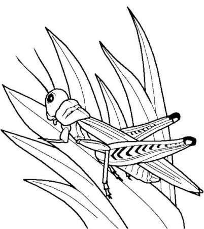 Grasshopper Insect Bug Coloring Pages | Watching kids