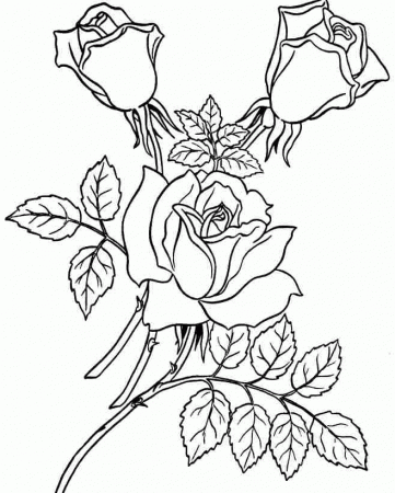 Coloring Sheets Rose Flowers Printable Free For Preschool 20484#