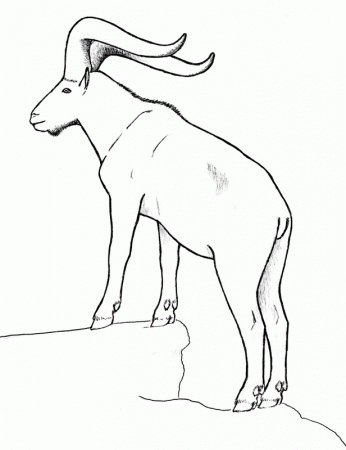 Other Goat Drawings - Rubystar Dairy Goats