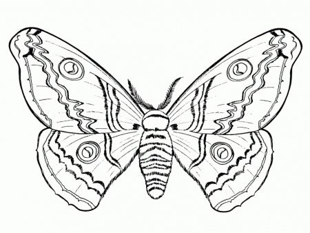 Butterflies And Insects Coloring Pages 15 Butterflies And 292784 