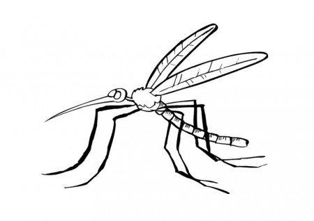 Coloring page mosquito - img 9687.