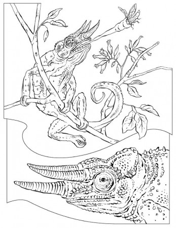 Animal Coloring Pictures | Canadian Entertainment and Learning 