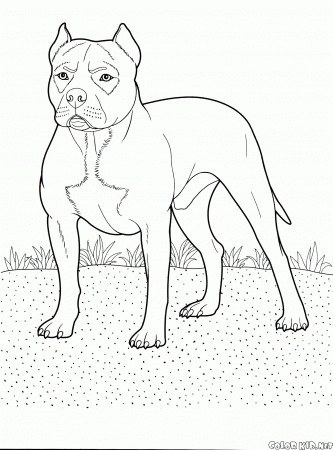 Coloring page - Pit Bull Terrier