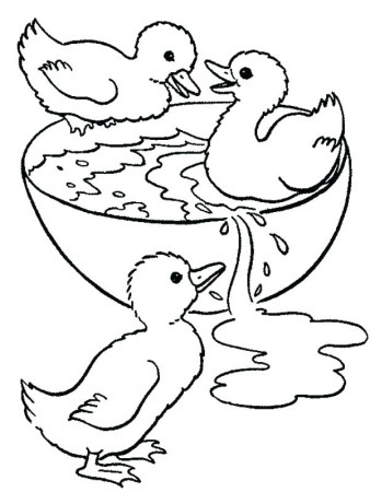 Duck Coloring Pages - Best Coloring Pages For Kids