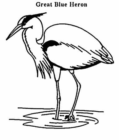 Great Blue Heron coloring - Free Animal coloring pages sheets Great Blue  Heron