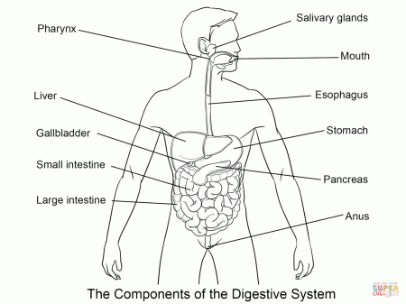 Digestive System coloring page | Free Printable Coloring Pages