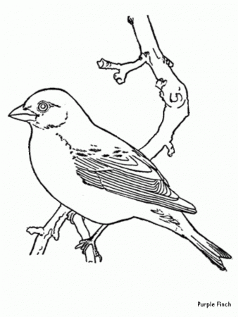 Popular Birds Coloring Pages For Kids Az Coloring Pages, Fast ...