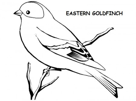 Eastern American Goldfinch Drawing | Bird coloring pages, Coloring pages,  Bird drawings