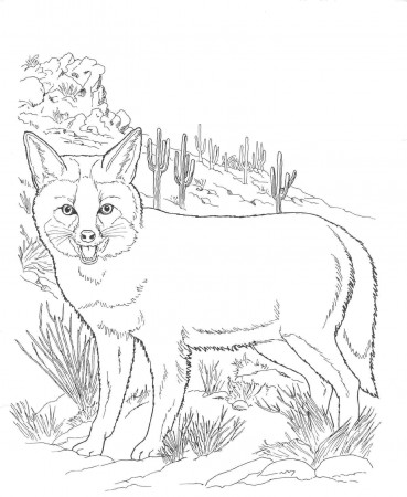 8 Pics of North American Wildlife Coloring Pages - Wild Animal ...