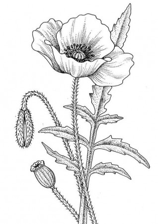 Awesome Drawing of California Poppy Coloring Page: Awesome Drawing ...