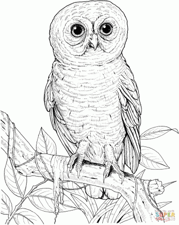 Owls coloring pages | Free Coloring Pages