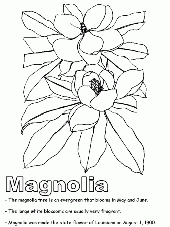 Magnolia coloring page