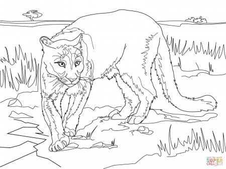 South American Cougar  - Mountain Lion Coloring Page