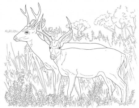 Printable Deer Coloring Pages : New Coloring Pages Collections