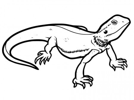 Printable Bearded Dragon Coloring Page - Free Printable Coloring Pages for  Kids