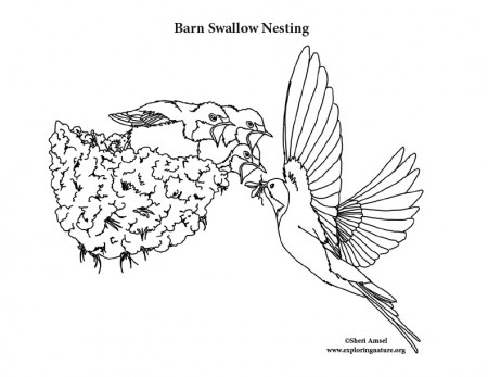 Swallow (Barn) Nesting Coloring Page
