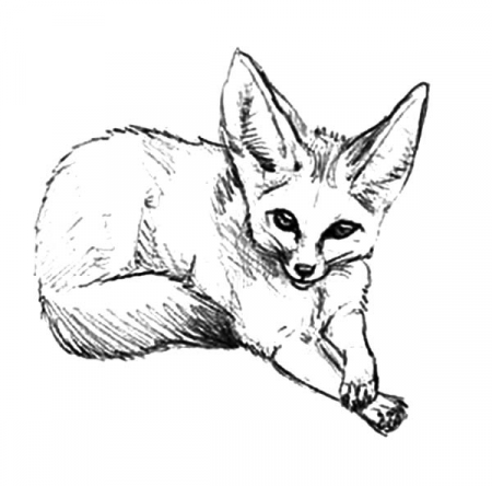 How to Draw Desert Fox Coloring Pages - NetArt | Fox coloring page, Fox  drawing, Coloring pages