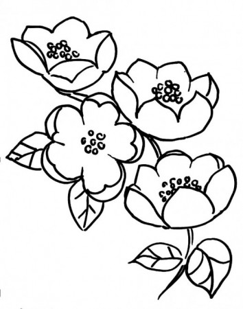 Cherry Blossom Coloring Pages - ClipArt Best