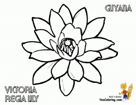 Luxurious Coloring Flower Picture | Lily | Free | Easter Flower