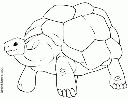 Turtles - An old tortoise with a big shell coloring page