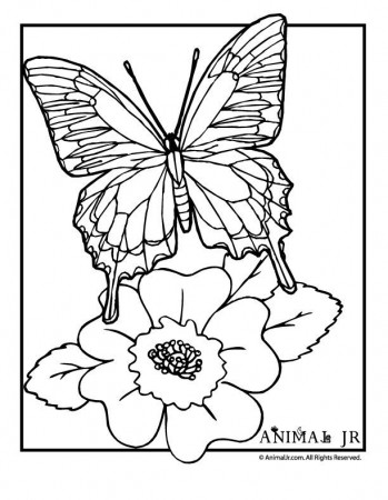 Coloring Pages Butterflies | Free coloring pages for kids