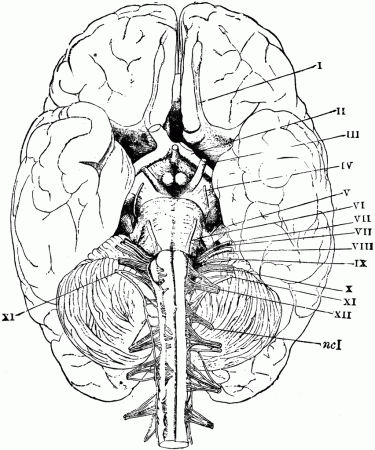 Base of the Brain | ClipArt ETC